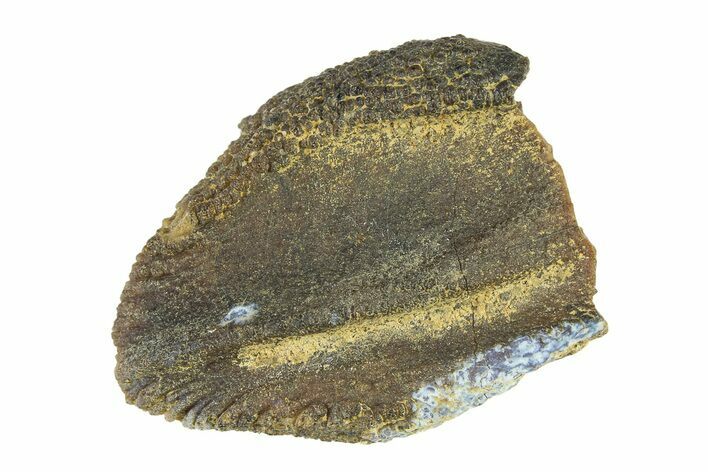 Unworn Fossil Dinosaur (Triceratops) Tooth Crown - Montana #338649